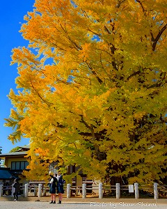 Photo by Shun Shirai