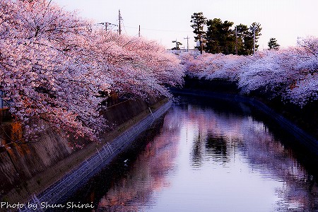 Photo by Shun Shirai